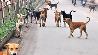 
The Rabies control program of the Ministry of Health (MoH) states that an islandwide census of the dog population in the country, will be conducted within the next two months.This census is done in collaboration with the World Health Organization (WHO) and the related basic project proposal has been prepared and finalised for implementation.


