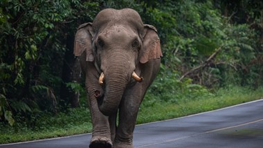 

மட்டக்களப்பு, ஆயித்தியமலை பொலிஸ் பிரிவிற்குட்பட்ட மகிழவெட்டுவான் பகுதியில் யானைத் தாக்குதலில் 35 வயது இளம் தாய் ஒருவர் உயிரிழந்ததுடன், அவரது மூன்று வயது பெண் குழந்தை தெய்வாதீனமாக உயிர் தப்பியுள்ளது.இந்த சம்பவம் நேற்று (04) இரவு நடைபெற்றதாக பொலிஸார் தெரிவித்தனர்.


